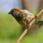 sparrow-02